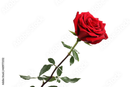 Beautiful fresh red rose isolated on white