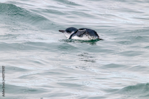 A Little Penguin in New Zealand