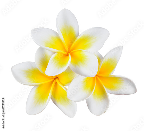 frangipani flower transparent png © nipaporn