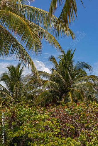 Island Palm Trees 