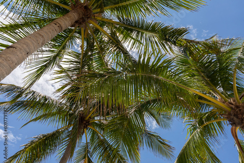 Island Palm Trees 