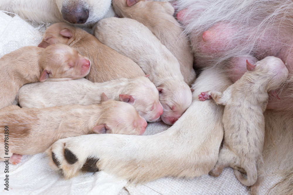 Newborn golden retriever puppy detail closeup pet Newborn golden retriever puppy detail closeup pet