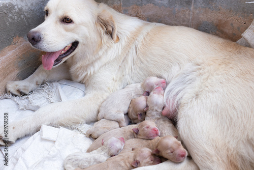 Mama dog golden retriever feeding a newborn puppy milk in a cement tube