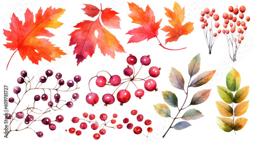 autumn leaves and berries in watercolor style  isolated on a transparent background for design layouts
