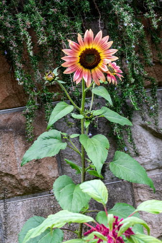 Gypsy Charmer Sunflower (Helianthus annuus)