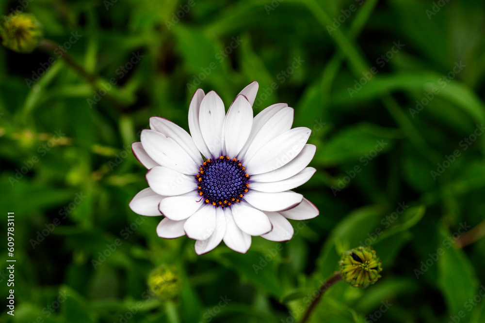 Osteospermum Ecklonis White (African Daisy) flower Osteospermum Ecklonis White (African Daisy) flower