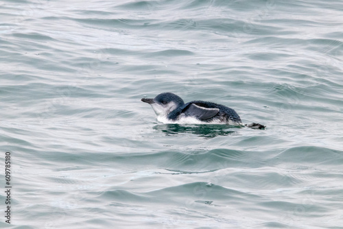 A Little Penguin in New Zealand