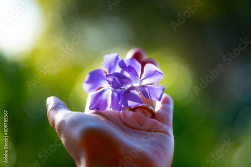 purple flower in the hand