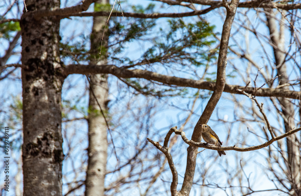 Staring bird perches on branch