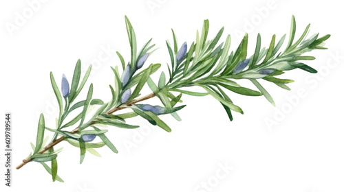 Tela rosemary in watercolor style, isolated on a transparent background for design la