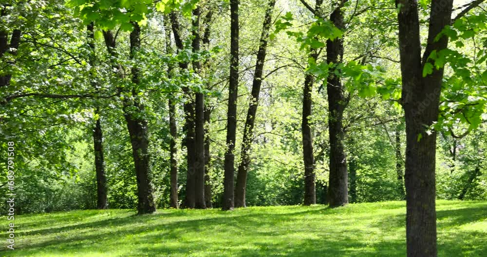 deciduous trees and green grass in the spring season in sunny weather, tall trees with green foliage on the background of green grass in the spring season deciduous trees and green grass in the spring season in sunny weather, tall trees with green foliage on the background of green grass in the spring season