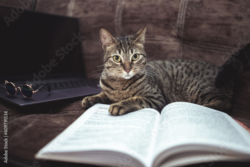 Gato atigrado en el sofá de la sala , laptop , libro , lentes de sol. concepto de lifestyle de mascotas. Dia internacional del gato, juguetón, tierno, curioso, lectura.