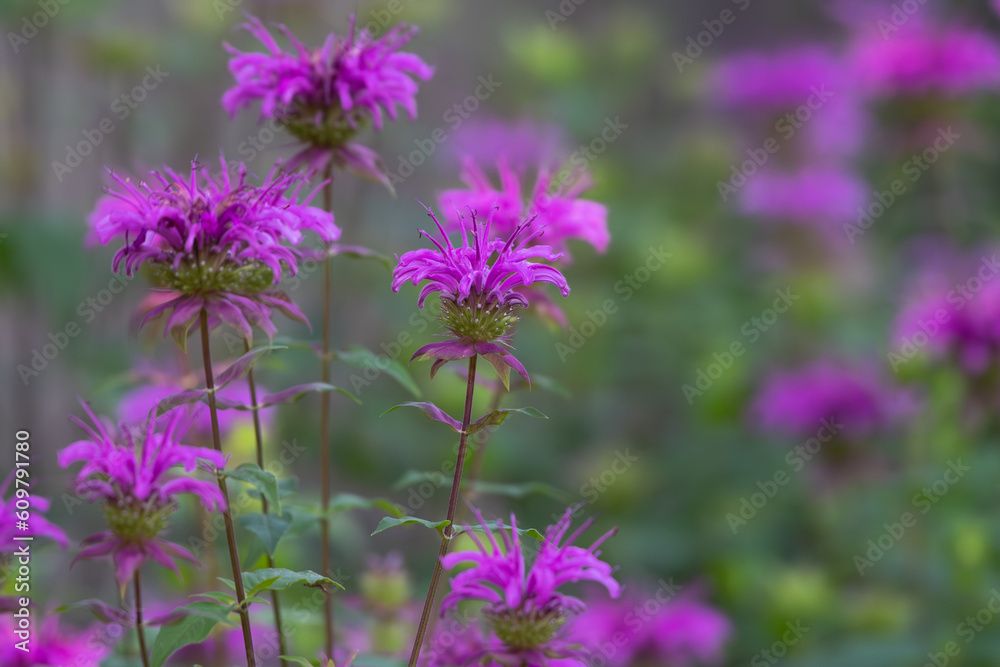Vibrant purple blooms decorate a Texas garden Vibrant purple blooms decorate a Texas garden