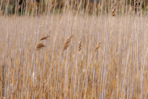 Tall Wild Marshland Grasses with Large Seed Heads