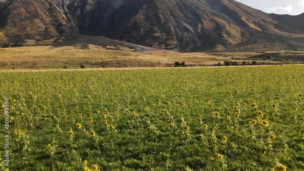 Aerial, sunflower field blooming at the base of a mountain in New Zealand Aerial, sunflower field blooming at the base of a mountain in New Zealand