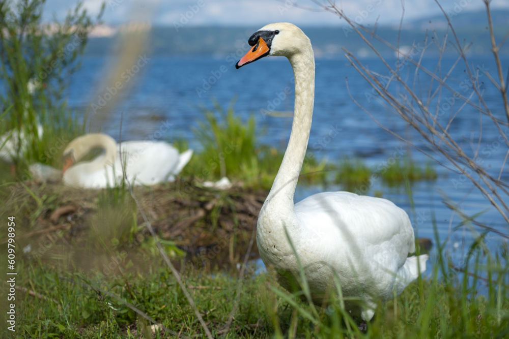 Cygnes sur les rives du lac de Bracciano en Italie Cygnes sur les rives du lac de Bracciano en Italie