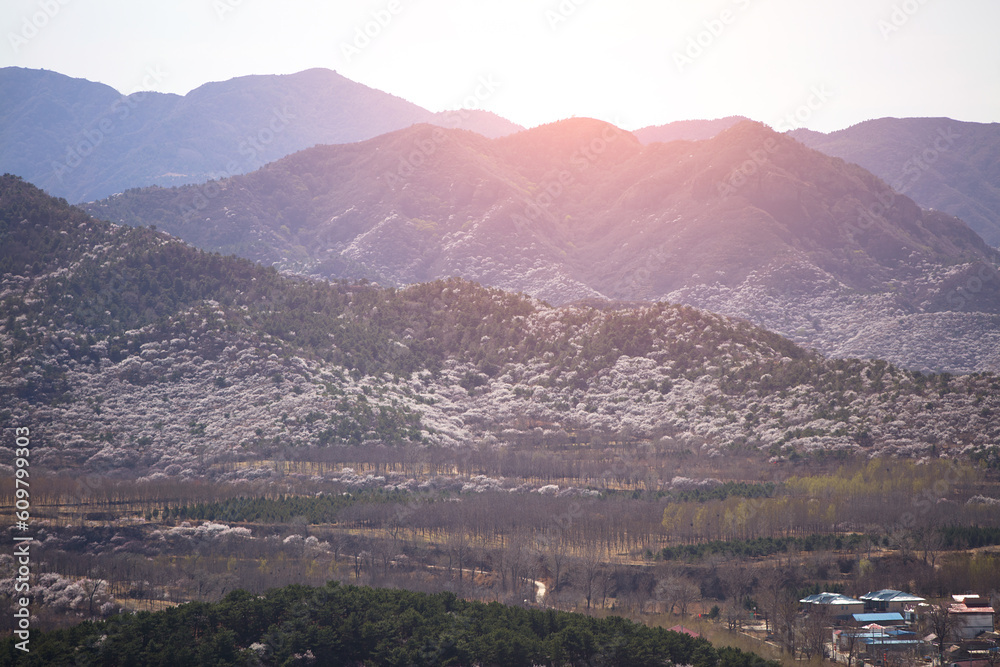 The mountains of Beijing are filled with peach blossoms in spring