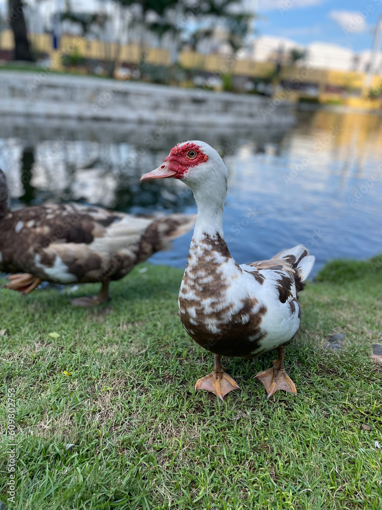duck in the park duck in the park