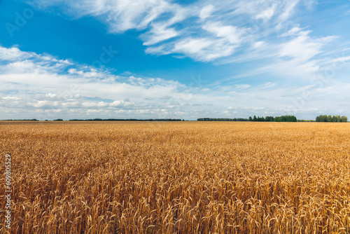 Ripe golden wheat spikelets on the field in warm autumn day. Autumn landscape. Agriculture industry.