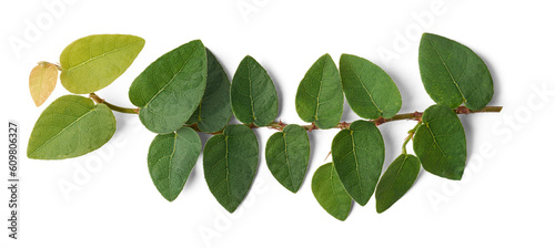 close-up of creeping fig or climbing fig plant foliage, ficus pumila, vigorous and fast growing ornamental evergreen vine covering  surfaces or concrete walls isolated background