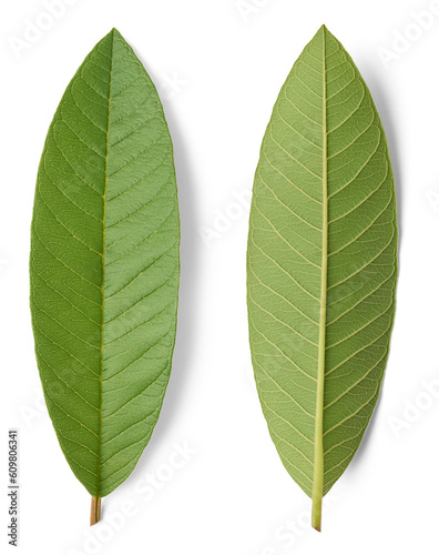 close-up of guava fruit plant leaves isolated background  psidium guajava  tropical evergreen shrub of small tree foliage  cultivated for delicious and nutritious fruits  cut out