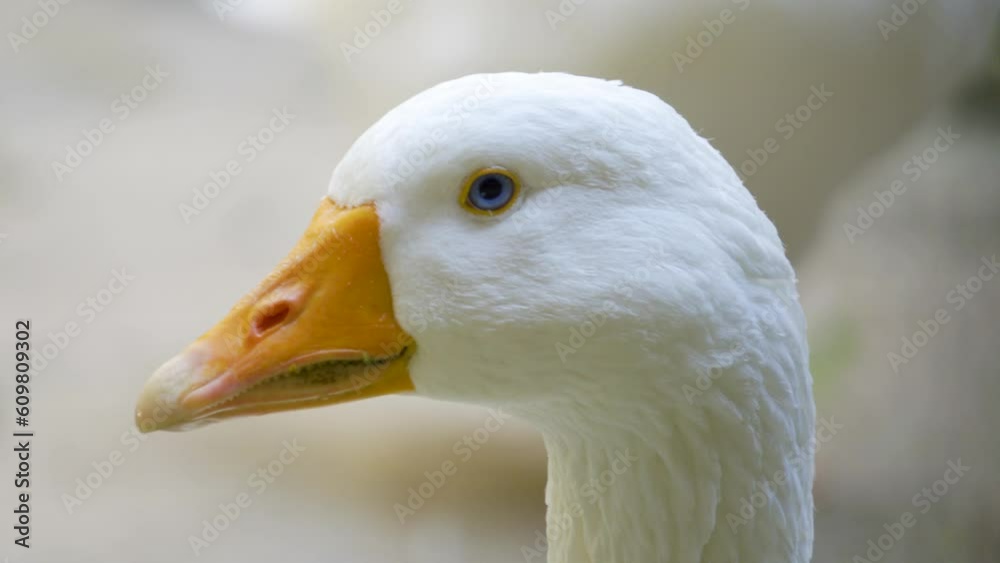 Close up of goose head on other side of fence in inner church courtyard; blue eyed goose turning its head curiously; teeth visible on orange beak; white feathered bird; farm animal; poultry Close up of goose head on other side of fence in inner church courtyard; blue eyed goose turning its head curiously; teeth visible on orange beak; white feathered bird; farm animal; poultry