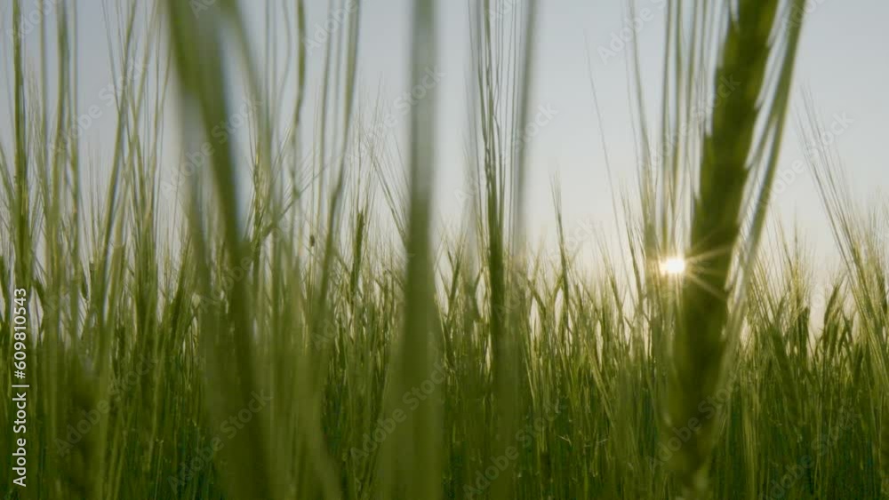 Ripening Ears Of Meadow Wheat Field On A Bright Sunny Morning. Close up Ripening Ears Of Meadow Wheat Field On A Bright Sunny Morning. Close up