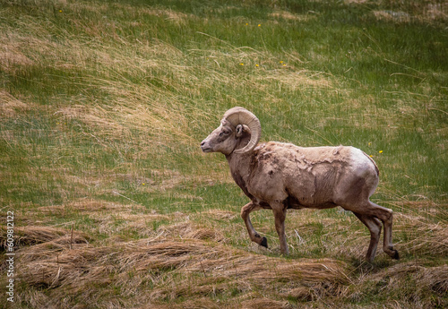 bighorn sheep on the meadow