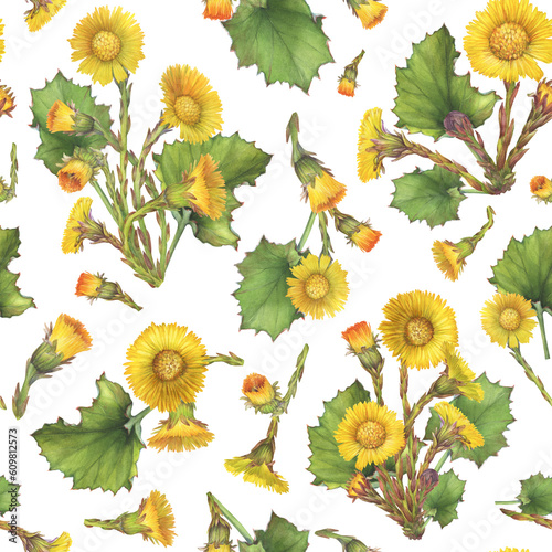 Seamless pattern with bright yellow coltsfoot flowers with leaves (Tussilago farfara, tash plant, coughwort, farfara). Watercolor hand drawn painting illustration isolated on white background. photo