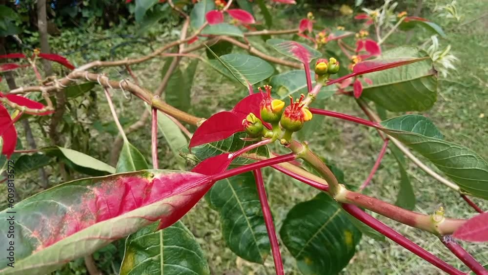 Cypress spurge or euphorbia cyparissias. Succulent poisonous plant
