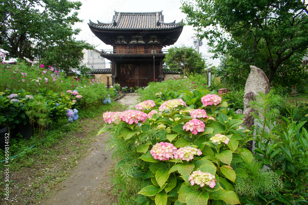 般若寺の紫陽花 般若寺の紫陽花