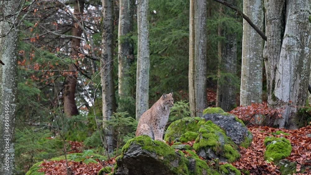 Eurasian Lynx ( Lynx lynx) in forest sitting on rocks looking around