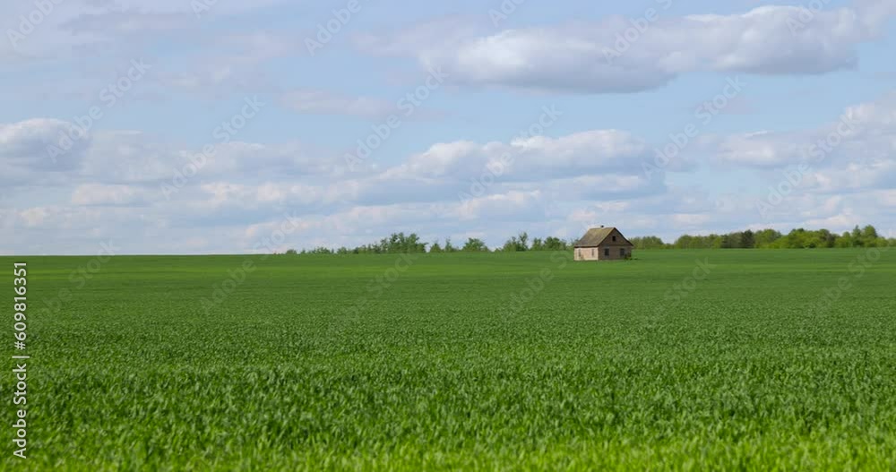 one brick house in a field with growing young green cereals, a field with green cereals and a lonely brick house on its territory one brick house in a field with growing young green cereals, a field with green cereals and a lonely brick house on its territory