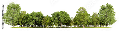 forest line PNG file transparent background, 3d illustration rendering
