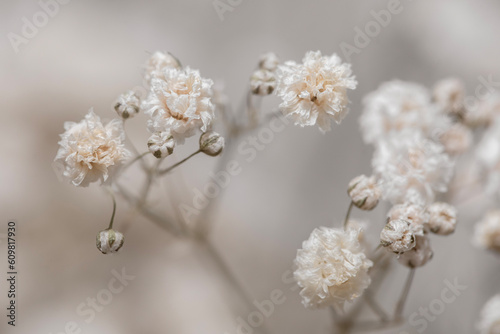 Gypsophila dry little white flowers light beige neutral colors macro