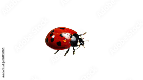 charming ladybug on a leaf isolated on a transparent background for design layouts