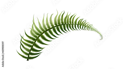intricate fern fronds unfurling isolated on a transparent background for design layouts