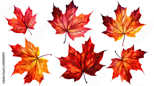 vibrant autumn maple leaves isolated on a transparent background for design layouts