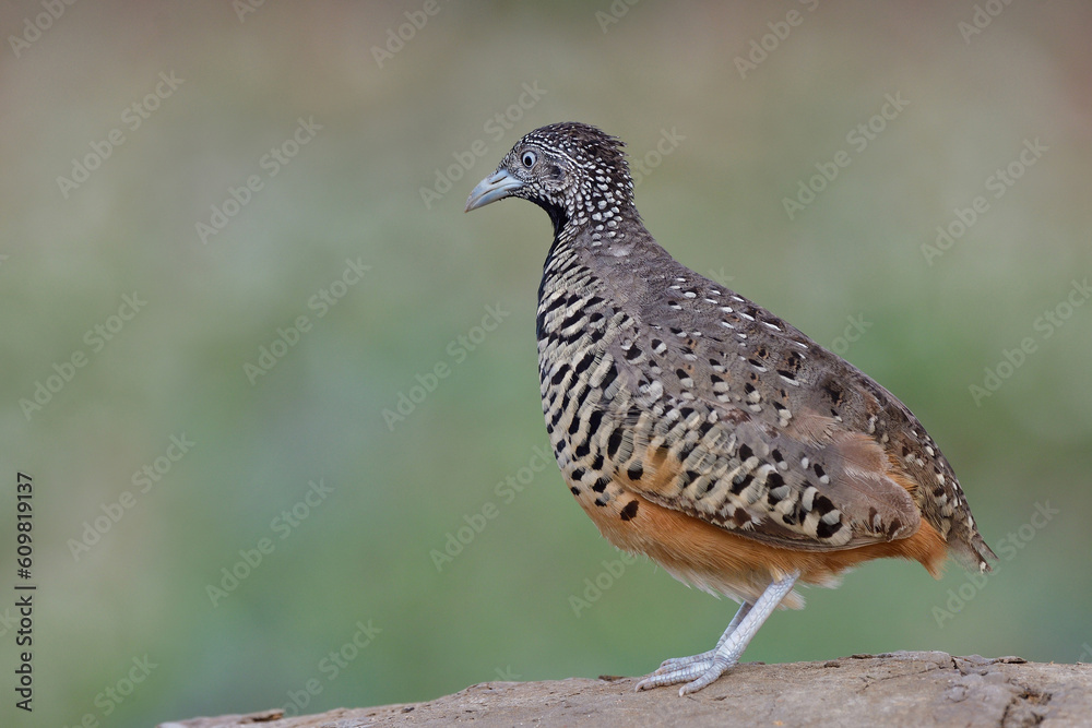 female bird looking for its mate while standing high on dirt top, barred buttonquail female bird looking for its mate while standing high on dirt top, barred buttonquail