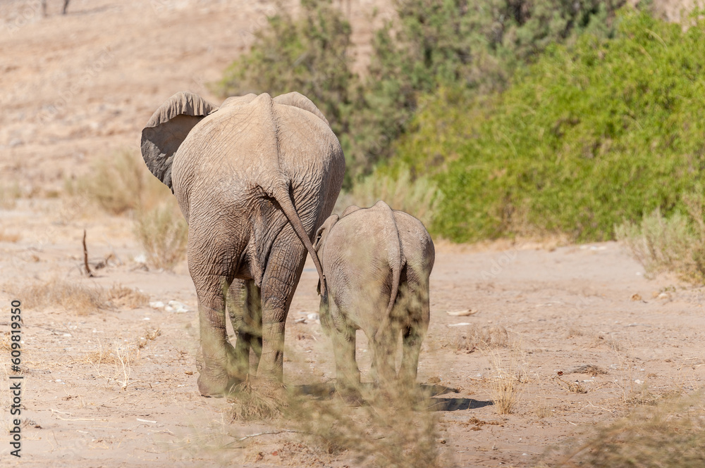 Fototapeta premium Closeup of two African Desert Elephant - Loxodonta Africana- wandering in the desert in North Western Namibia.