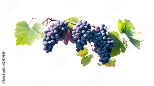 lush vineyard with ripe grapes isolated on a transparent background for design layouts
