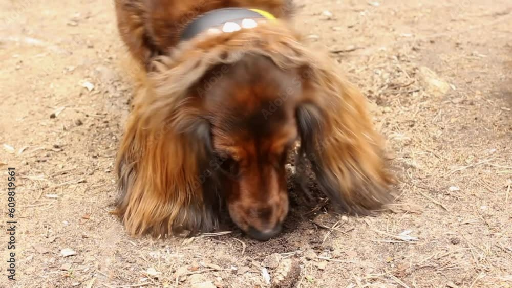 Red longhaired dachshund digging hole and eating ground, two dogs playing outdoor, funny wiener dog