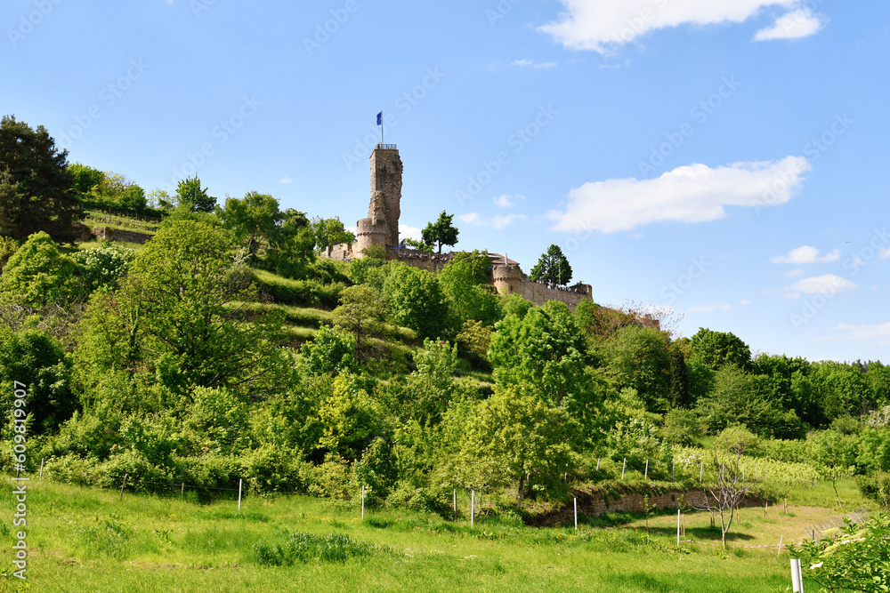  Spur castle ruin called Wachtenburg with vineyard in Wachenheim city in  Rhineland-Palatinate
