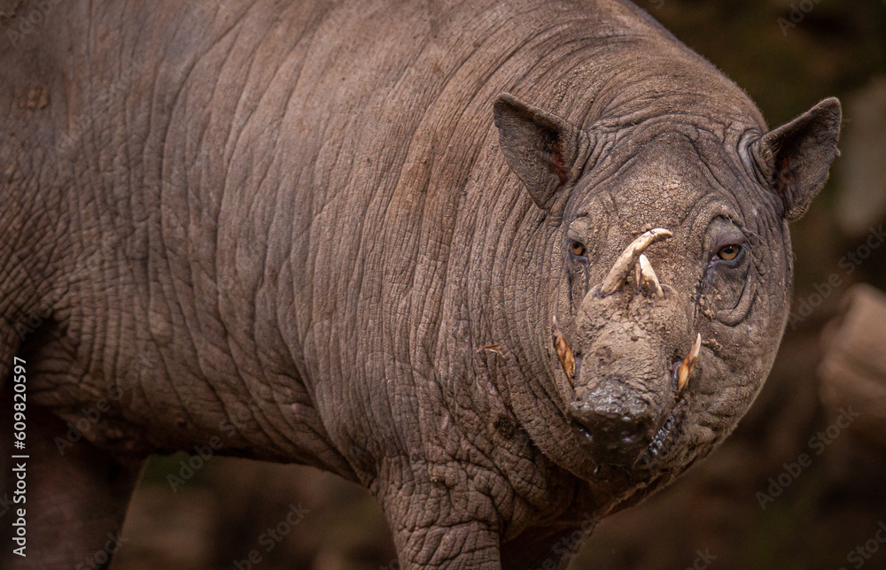 Fototapeta premium Babirusa or babi rusa in the zoo