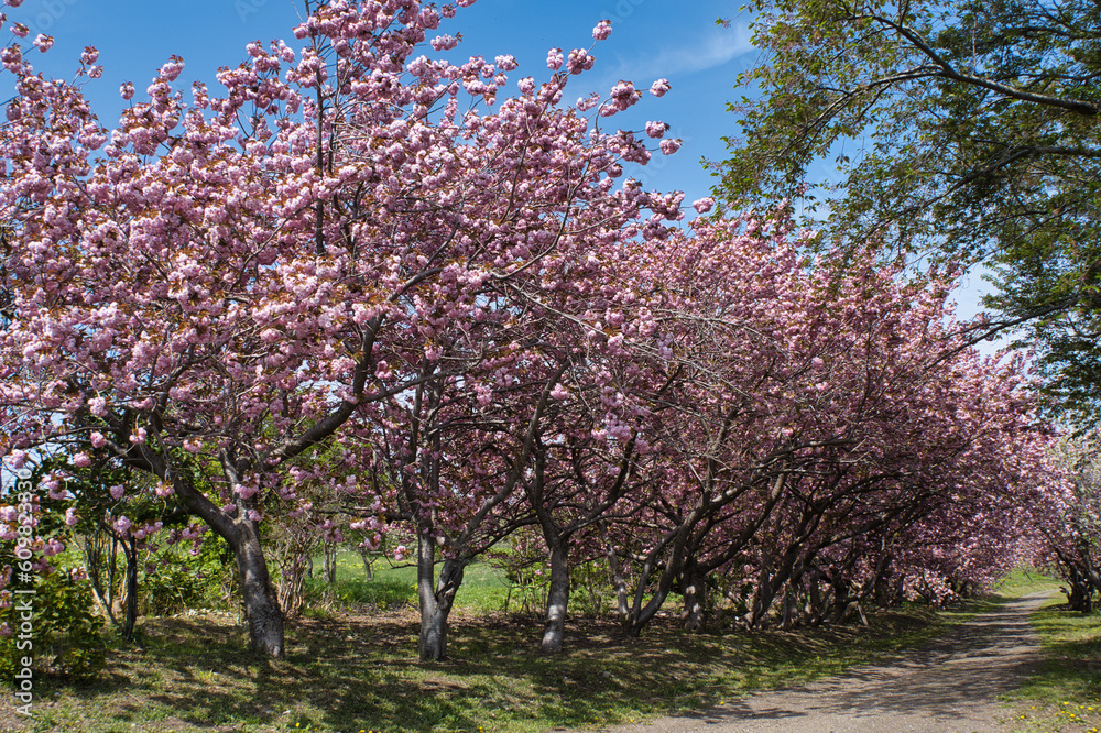 八重桜の並木