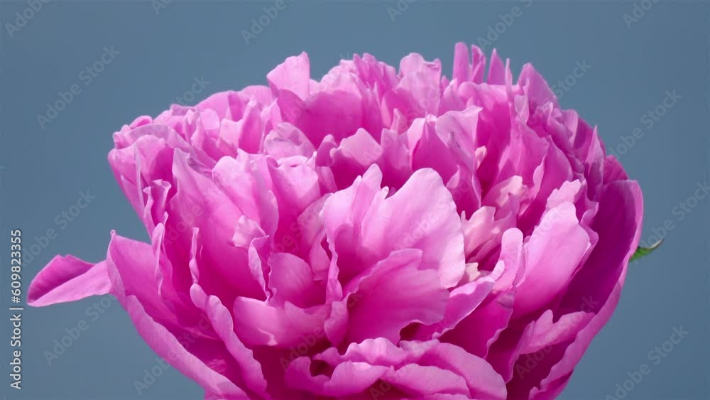Beautiful hot pink peony close up swaying in the wind against grey blue sky background. Sensual silky petals. Magnificent rosy isolated flower. Concept for advertising design, celebrating date, gifts. Beautiful hot pink peony close up swaying in the wind against grey blue sky background. Sensual silky petals. Magnificent rosy isolated flower. Concept for advertising design, celebrating date, gifts.