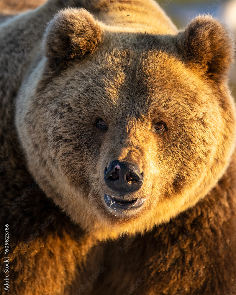 Obraz premium Male bear portrait at sunlight