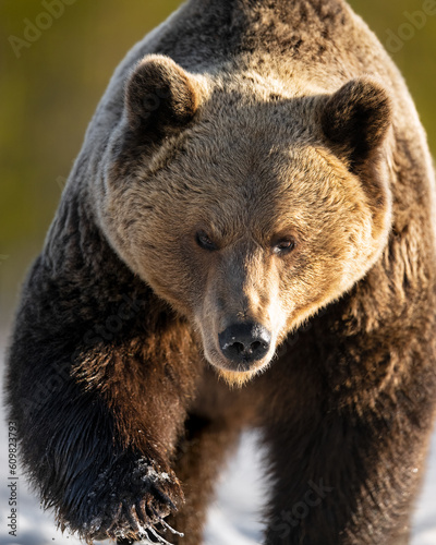 Big brown bear walking closeup