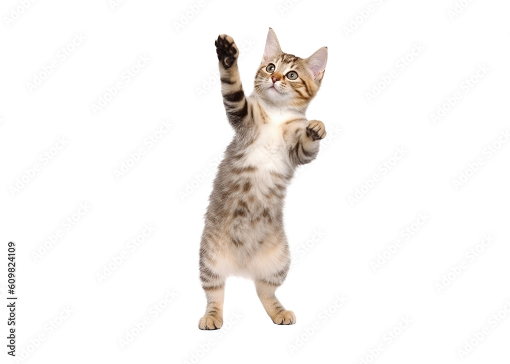 cute playful kitten cat isolated on transparent background. PNG. 
 - obrazy, fototapety, plakaty 