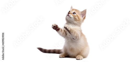 Fotografia cute playful kitten cat isolated on transparent background